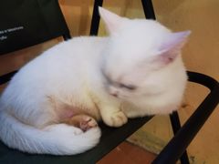 -喵小馆·猫咖狗咖猪咖·饮品店