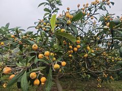 -嬉乐湾休闲旅游区