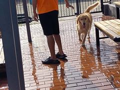 -趣玩宠物乐园寄养训犬训狗游泳池