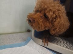 -达爱动物医院·犬猫分区·CT·复杂眼科(远洋山水分院)