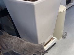-琪喵猫屋·撸猫猫咖·猫舍