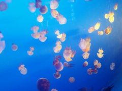-梦幻海洋王国(吾悦广场张家港店)