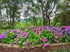 -西湖风景区-江洋畈生态公园