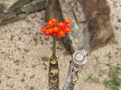 -华南国家植物园-售票处