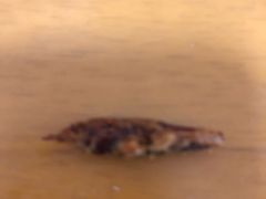 -百年义利(黄寺大街店)