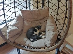 -滚猫咖啡·猫咖·猫友好撸猫(未来城店)