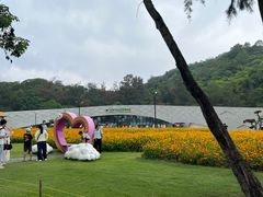 -野狸岛