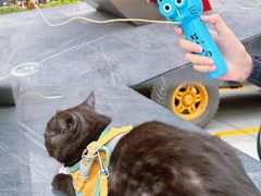 -猫抓烤肉(春熙路店)