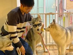 -Husky Go! 哈士奇体验馆·宠物咖啡厅狗咖