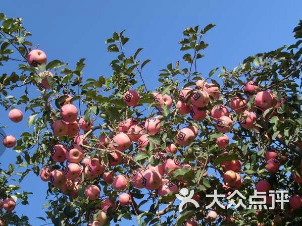 曹明蟒山红苹果观光采摘园图片 - 第1张