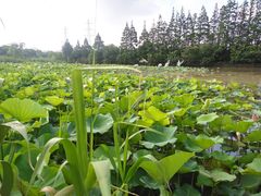 -长兴岛郊野公园农场食堂