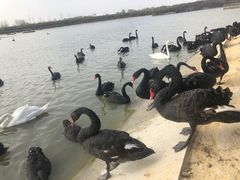 -池杉湖湿地公园