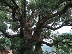 -杨家堂村