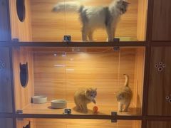 -猫十亿·布偶金渐层·曼基康矮脚猫舍(青年路店)