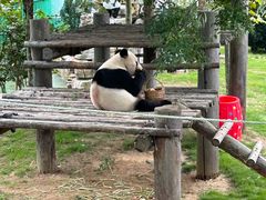 -西霞口神雕山野生动物世界