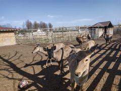 -安德鲁户外烧烤帐篷营地(马泉营店)