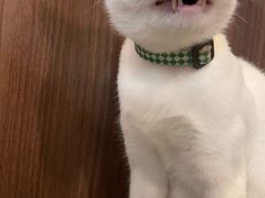 -Again Coffee Roaster(香蜜湖店)