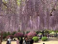 -嘉定紫藤园