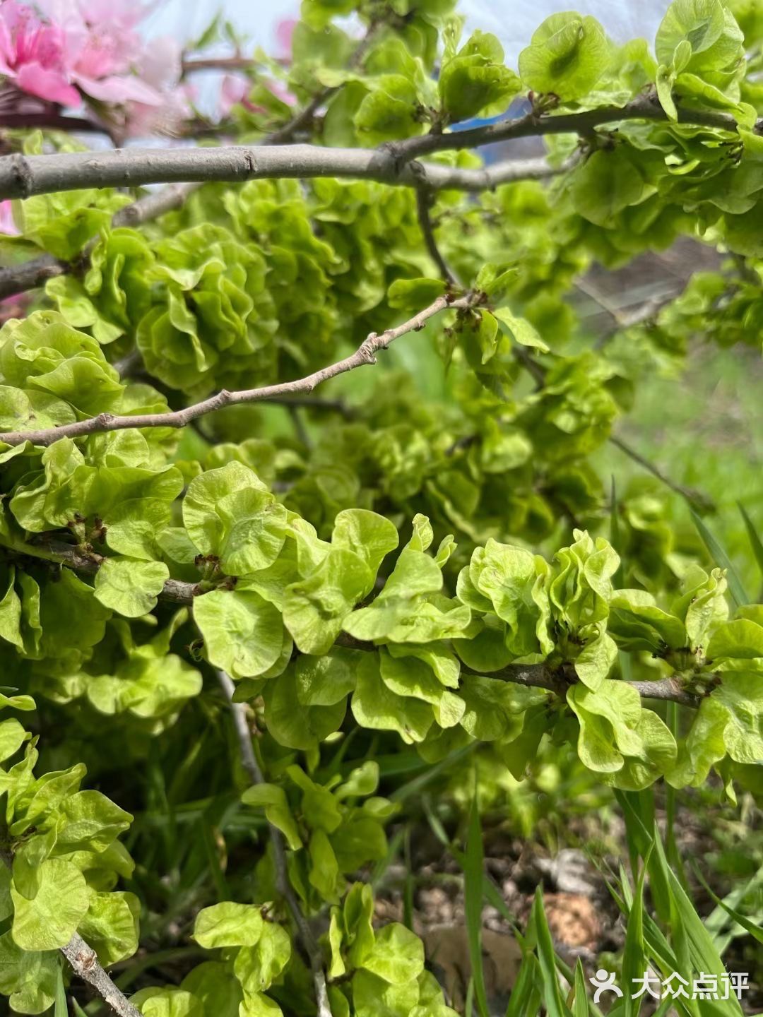 乡愁┇榆钱窝窝头🌱🌱🌱