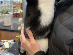 -爱派特动物医院·全科诊疗中心