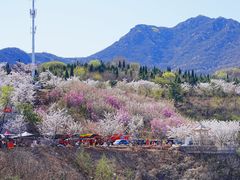-樱花山风景区