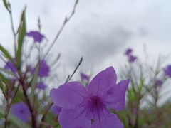 -佛手湖郊野公园