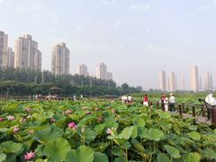 -前关湿地公园