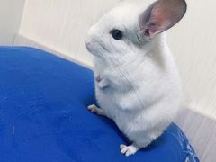 -瑞派·关忠动物医院·异宠专科·犬猫肿瘤·皮肤专科(望京店)