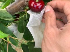 -菜园坝水果市场