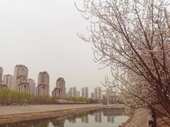 -桃花堤公园