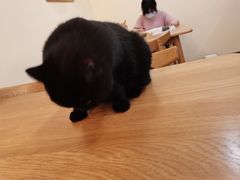 -滚猫咖啡·猫咖·猫友好撸猫(未来城店)