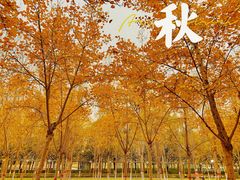 -香山公园