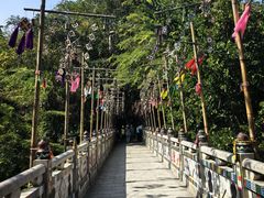 -西双版纳原始森林公园