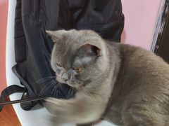 -李小姐の猫咖啡馆(五角场店)