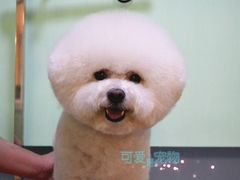 比熊美容-可爱是宠物(容辰庄园店)
