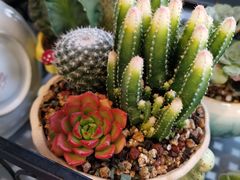 -三圣花乡旅游区