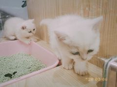 -屋虎猫馆(宝安大仟里店)