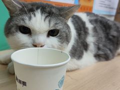 -瑞派动物医院·猫专科·至诚(江南中分院)