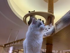 -滚猫咖啡·猫咖·猫友好撸猫(未来城店)