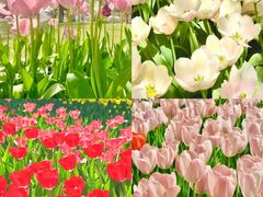 -洛阳郁金香牡丹园