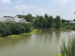 -马陆小张葡萄园农家乐