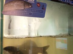 -鱼酷活鱼烤鱼(北美店)