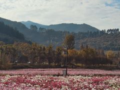 -径山花海
