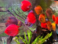 -上海海洋水族馆