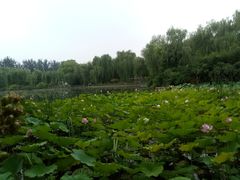 -康庄公园