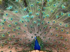 -泉州海丝野生动物世界