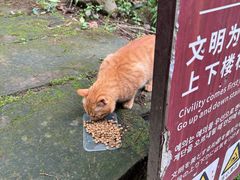 -凤栖山