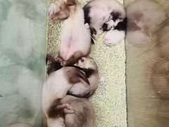 -藦茜花园宠物主题亲子互动体验馆(国顺东路店)