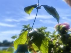 -小王府(什刹海店)