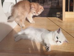 -PETKIT 小佩宠物·德文赛凯猫舍